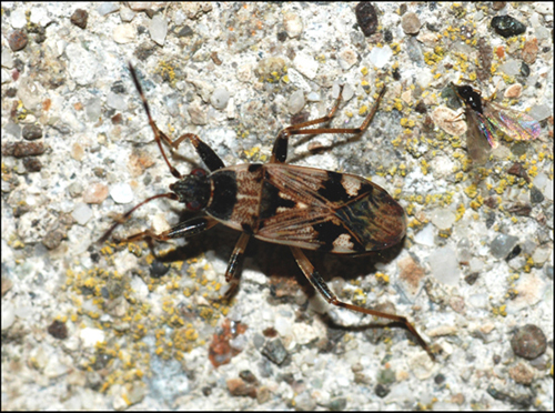 Lygaeidae: Beosus maritimus dell''Emilia (MO)